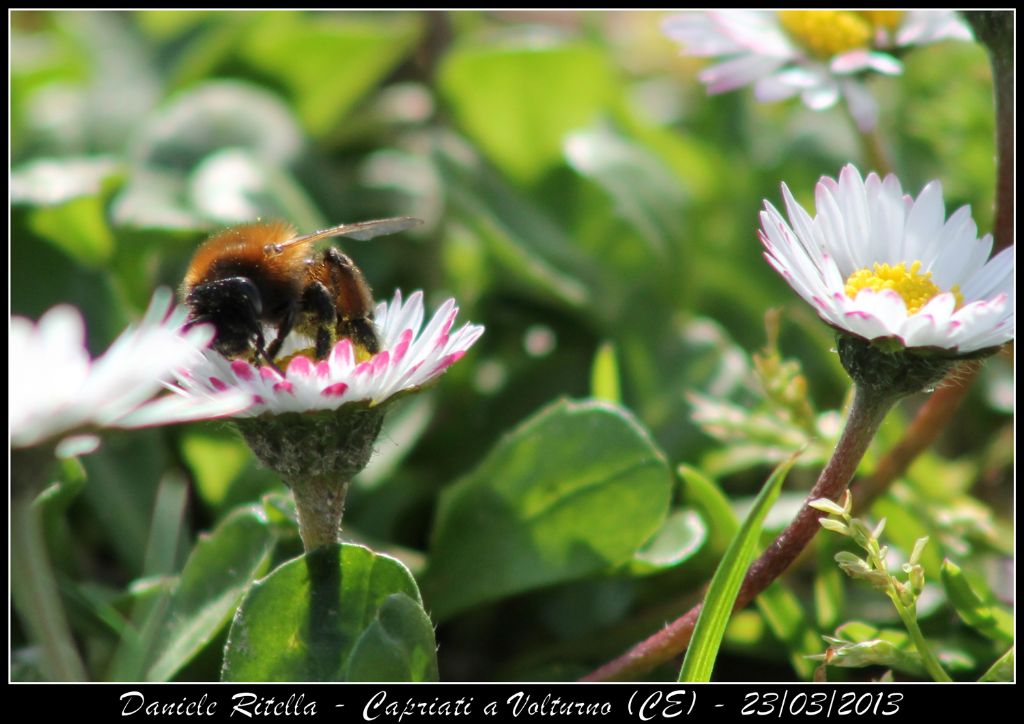 Andrena thoracica???